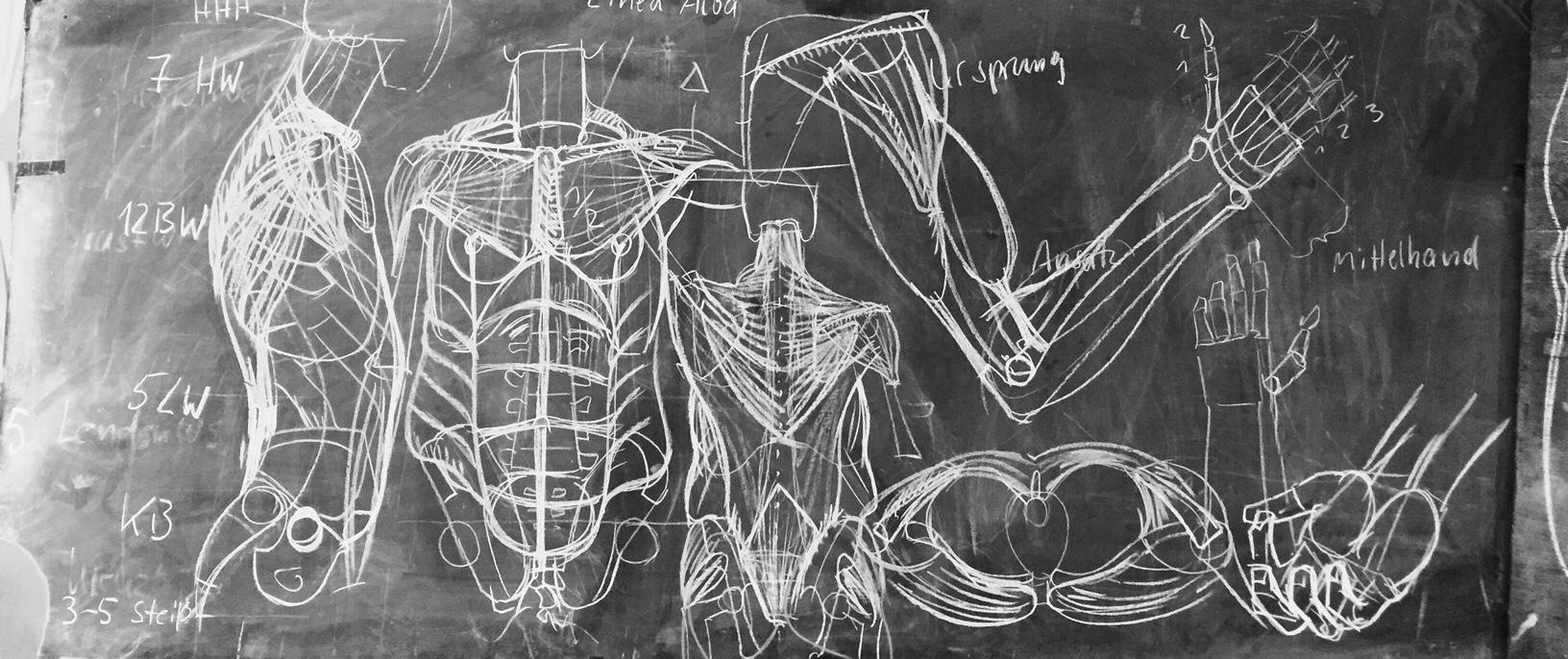 Anatomisches Zeichnen